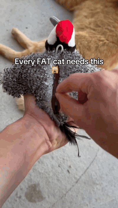 Interactive cat toy motion demonstration