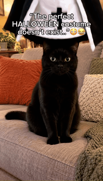 Holy Cat nun costume on a cat