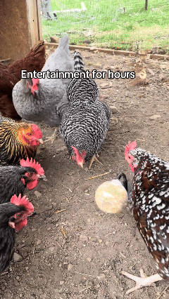 Chicken feeder demo