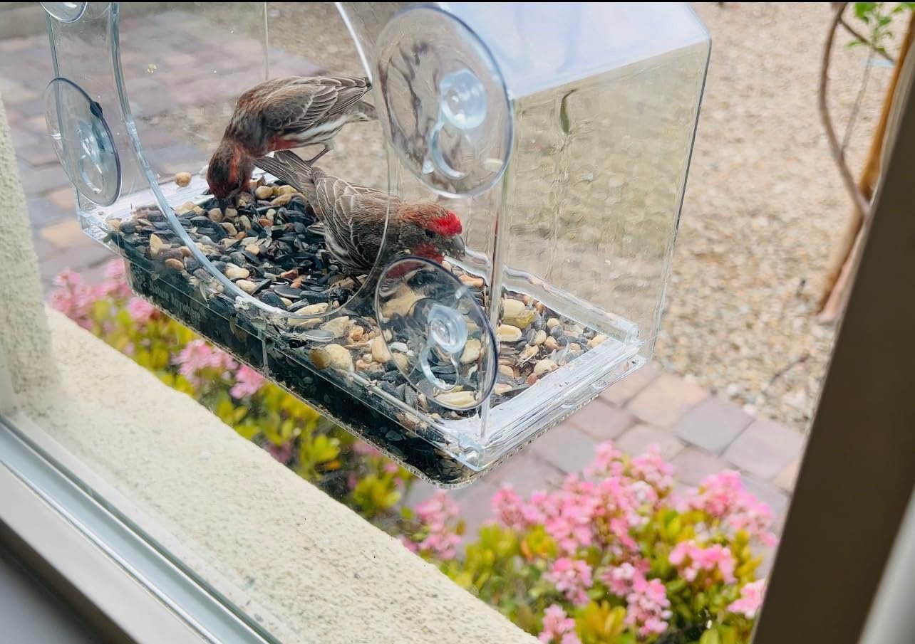 Birds love this feeder!!