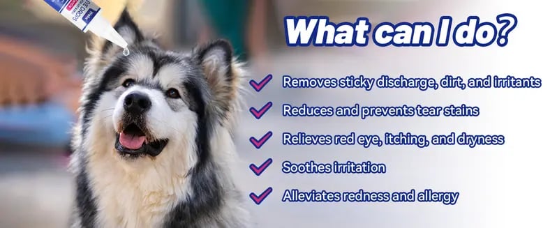 Product Introduction of PET Dog Eye Drops, Eye Drops for Dogs&Cats, Dog Eye Infection Treatment to Soothe Eye Allergy, Soothe Dry Eyes Pink Eyes, Dog Tear Stain Cleaner(60ml 1