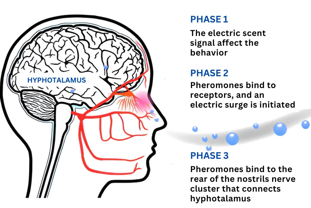 JOINFROZE™ Phenomena Perfume
