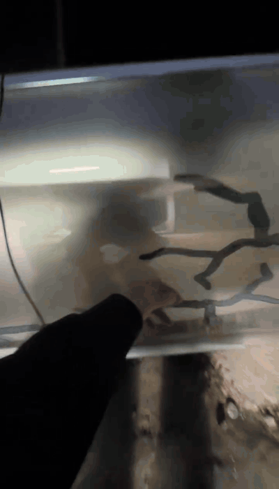 Liquid laser car wrap moving light effect